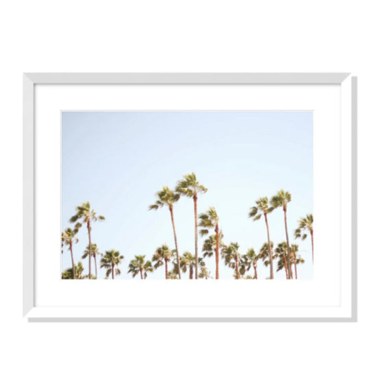 Palms No.1
